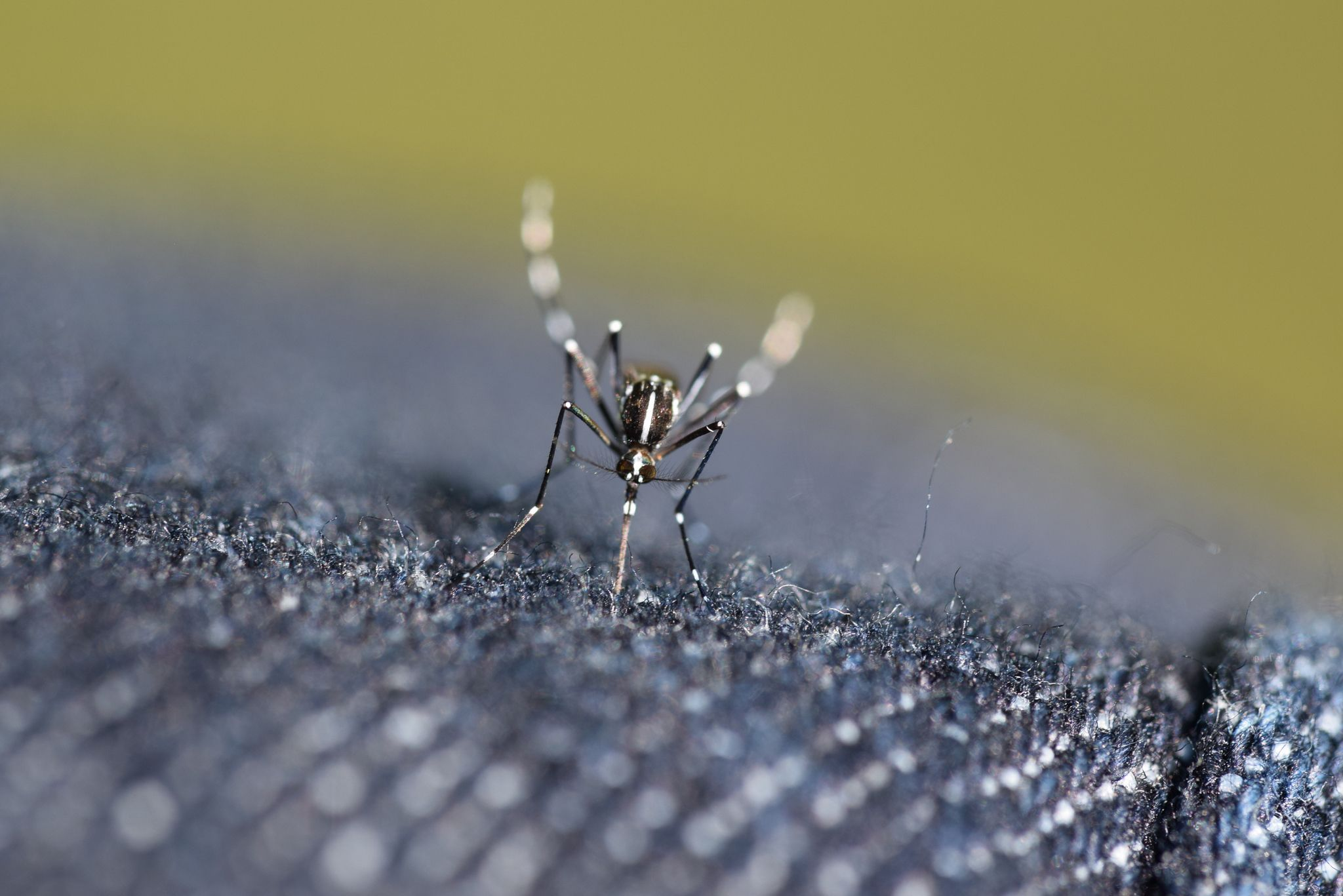 外来物种花蚊子四处泛滥它们是如何来中国的