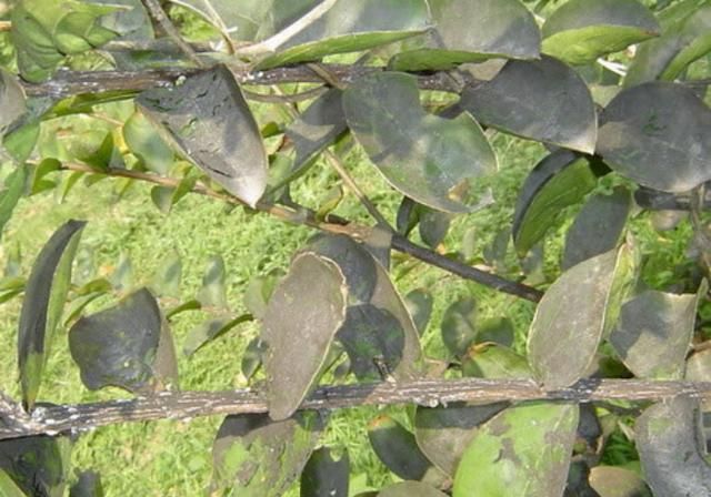 防治煤污病,抓住这两点很关键