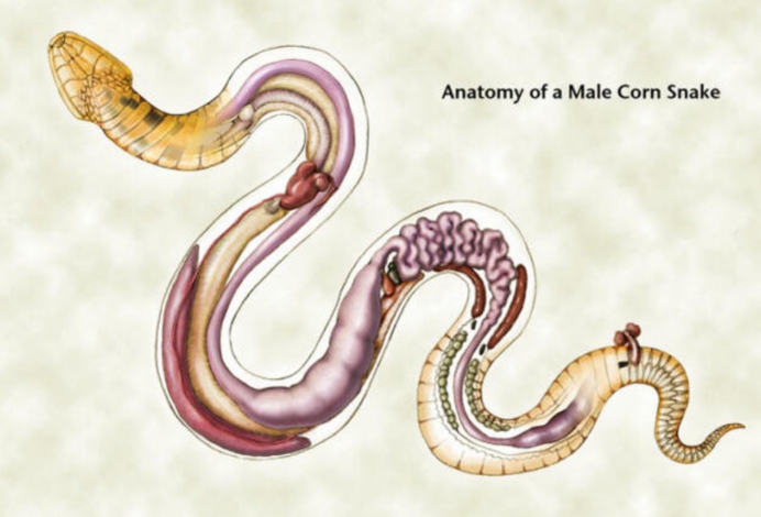 蛇吞象是真的泰国巨蟒吞下一头牛却因肚子涨破而死亡