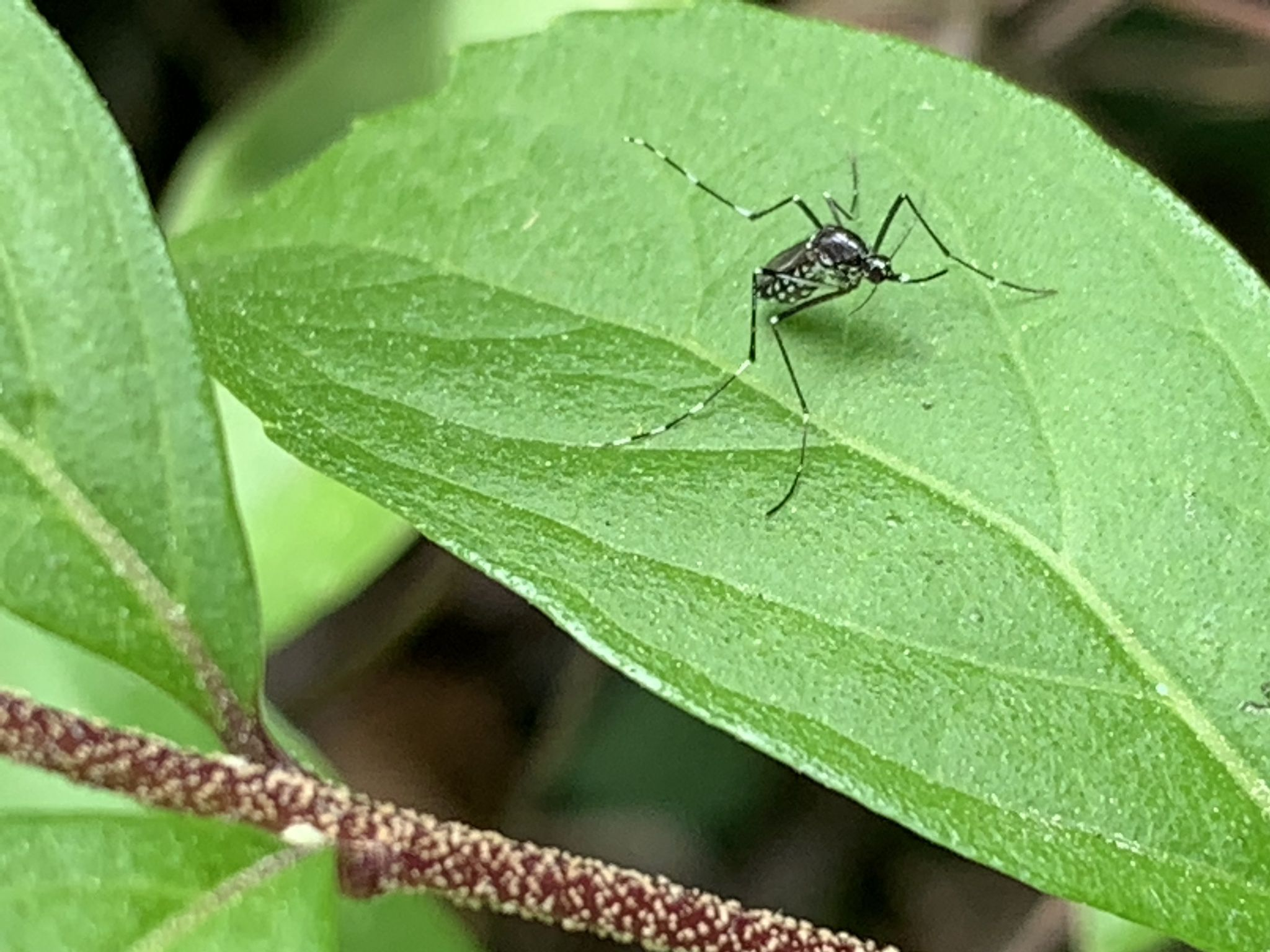 外来物种花蚊子四处泛滥它们是如何来中国的