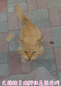 网友偶遇流浪猫,遭“饿‘’势力”组团打劫!猫咪版的《扫黑风暴》休闲区蓝鸢梦想 - Www.slyday.coM 网友偶遇流浪猫,遭“饿‘’势力”组团打劫!猫咪版的《扫黑风暴》休闲区蓝鸢梦想 - Www.slyday.coM