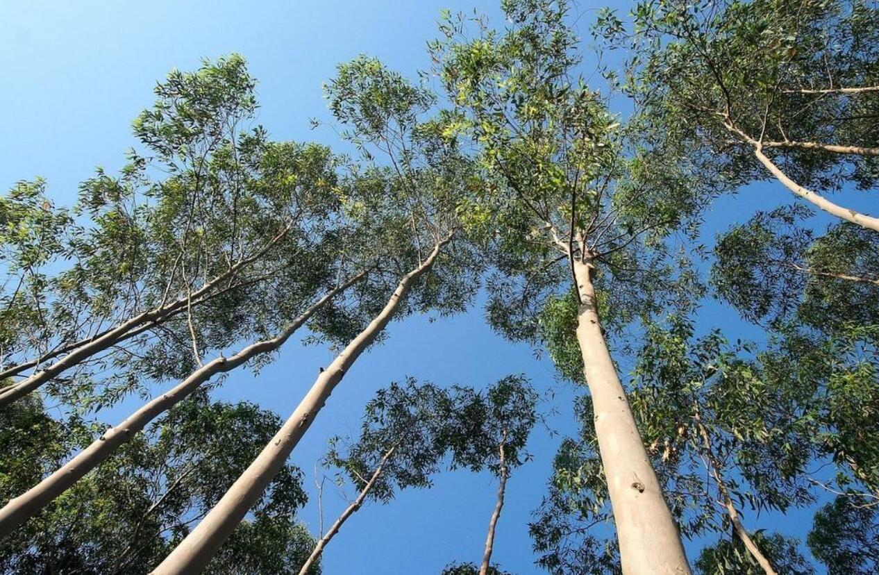 桉树(桉树怎么读)