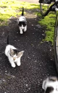 网友偶遇流浪猫,遭“饿‘’势力”组团打劫!猫咪版的《扫黑风暴》休闲区蓝鸢梦想 - Www.slyday.coM 网友偶遇流浪猫,遭“饿‘’势力”组团打劫!猫咪版的《扫黑风暴》休闲区蓝鸢梦想 - Www.slyday.coM