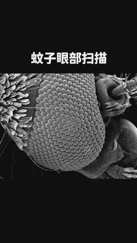 扫描电子显微镜下,放大蚊子眼中的单个小眼(一个细胞柱)