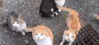 网友偶遇流浪猫,遭“饿‘’势力”组团打劫!猫咪版的《扫黑风暴》休闲区蓝鸢梦想 - Www.slyday.coM 网友偶遇流浪猫,遭“饿‘’势力”组团打劫!猫咪版的《扫黑风暴》休闲区蓝鸢梦想 - Www.slyday.coM