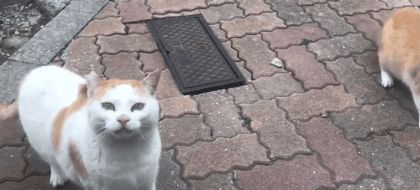 网友偶遇流浪猫,遭“饿‘’势力”组团打劫!猫咪版的《扫黑风暴》休闲区蓝鸢梦想 - Www.slyday.coM