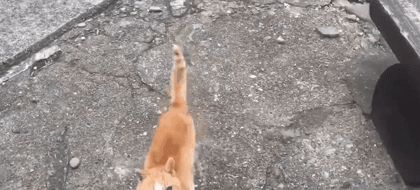 网友偶遇流浪猫,遭“饿‘’势力”组团打劫!猫咪版的《扫黑风暴》休闲区蓝鸢梦想 - Www.slyday.coM 网友偶遇流浪猫,遭“饿‘’势力”组团打劫!猫咪版的《扫黑风暴》休闲区蓝鸢梦想 - Www.slyday.coM