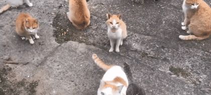 网友偶遇流浪猫,遭“饿‘’势力”组团打劫!猫咪版的《扫黑风暴》休闲区蓝鸢梦想 - Www.slyday.coM 网友偶遇流浪猫,遭“饿‘’势力”组团打劫!猫咪版的《扫黑风暴》休闲区蓝鸢梦想 - Www.slyday.coM