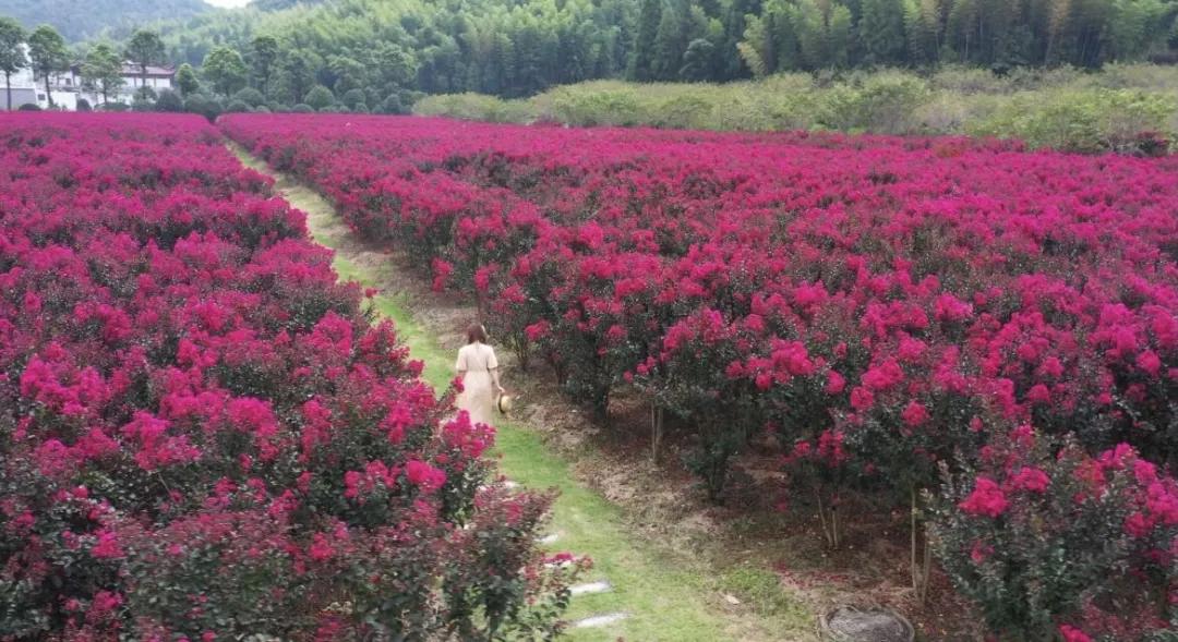 天鹅绒|紫薇|花海_新浪新闻