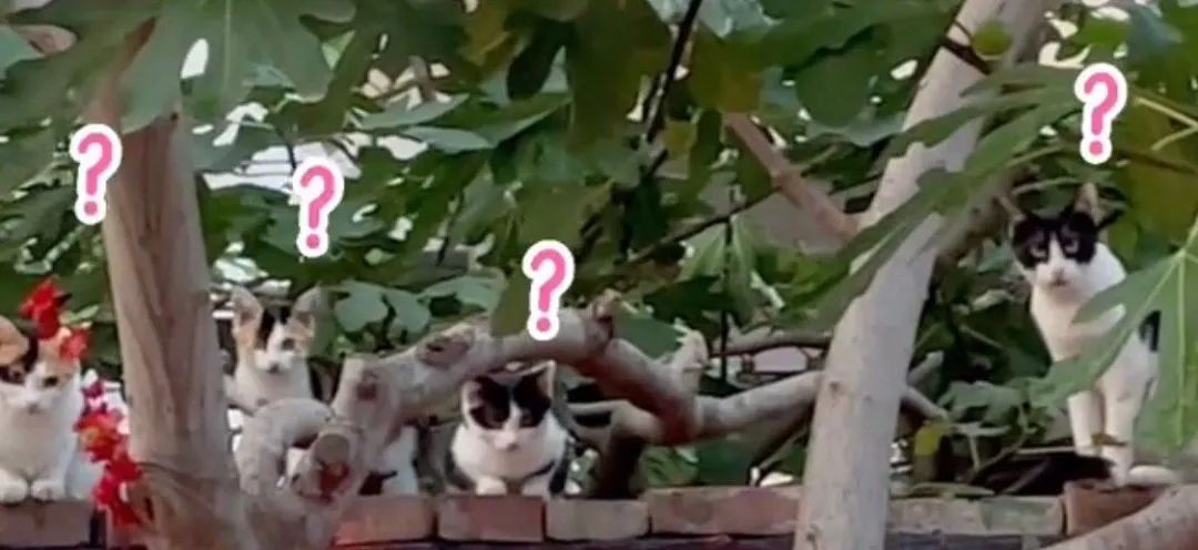 网友偶遇流浪猫,遭“饿‘’势力”组团打劫!猫咪版的《扫黑风暴》休闲区蓝鸢梦想 - Www.slyday.coM 网友偶遇流浪猫,遭“饿‘’势力”组团打劫!猫咪版的《扫黑风暴》休闲区蓝鸢梦想 - Www.slyday.coM