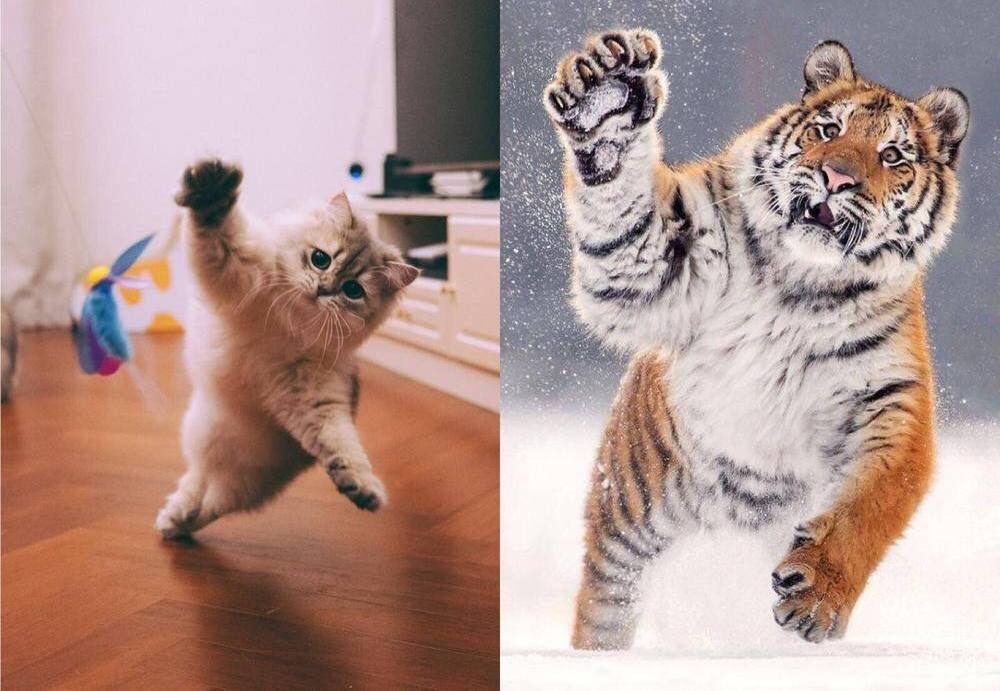 猫和老虎,在几百上千万年前拥有共同的祖先,后来才在体型上产生了较大