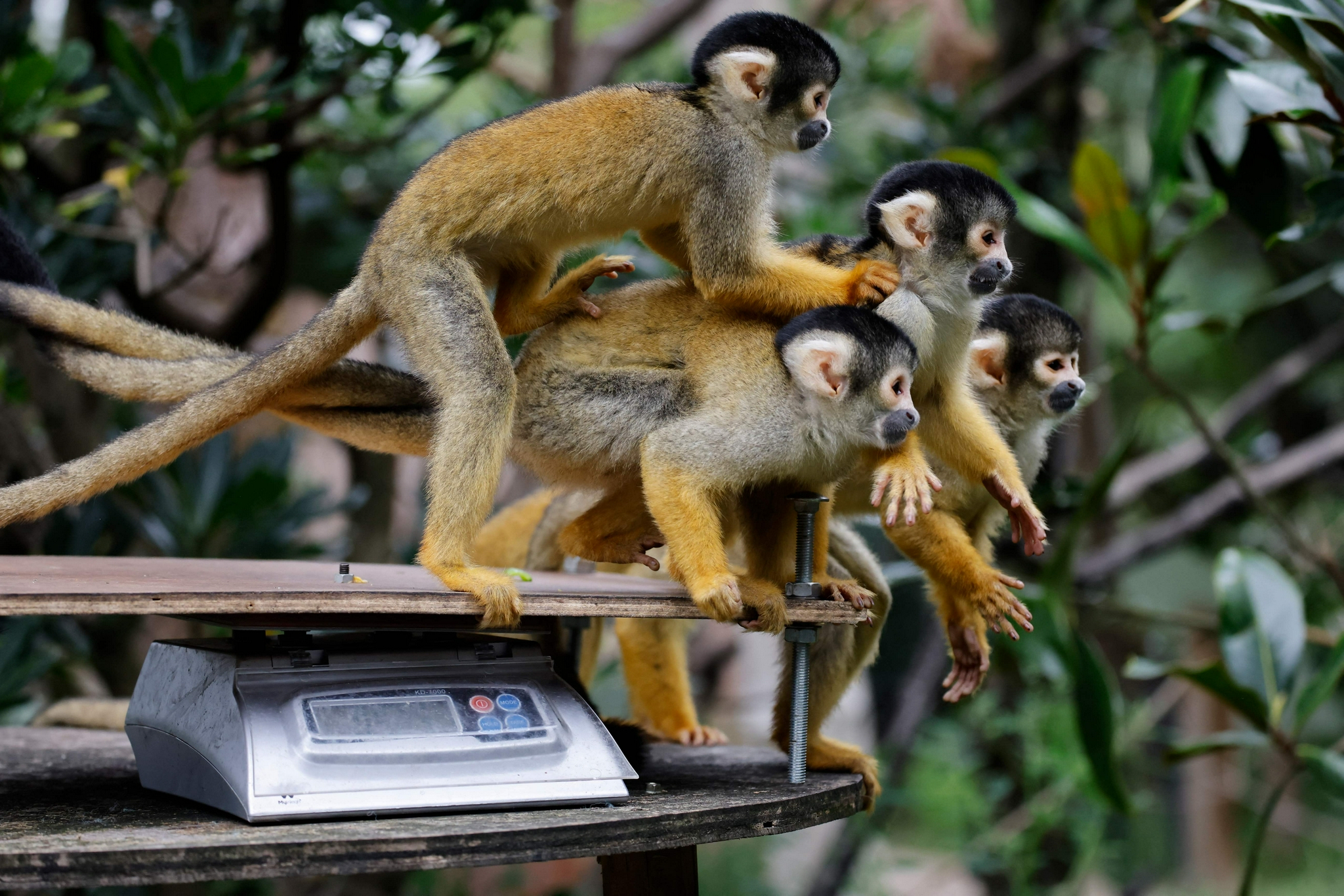 伦敦动物园迎来年度动物体检日|新华社|英国_新浪新闻