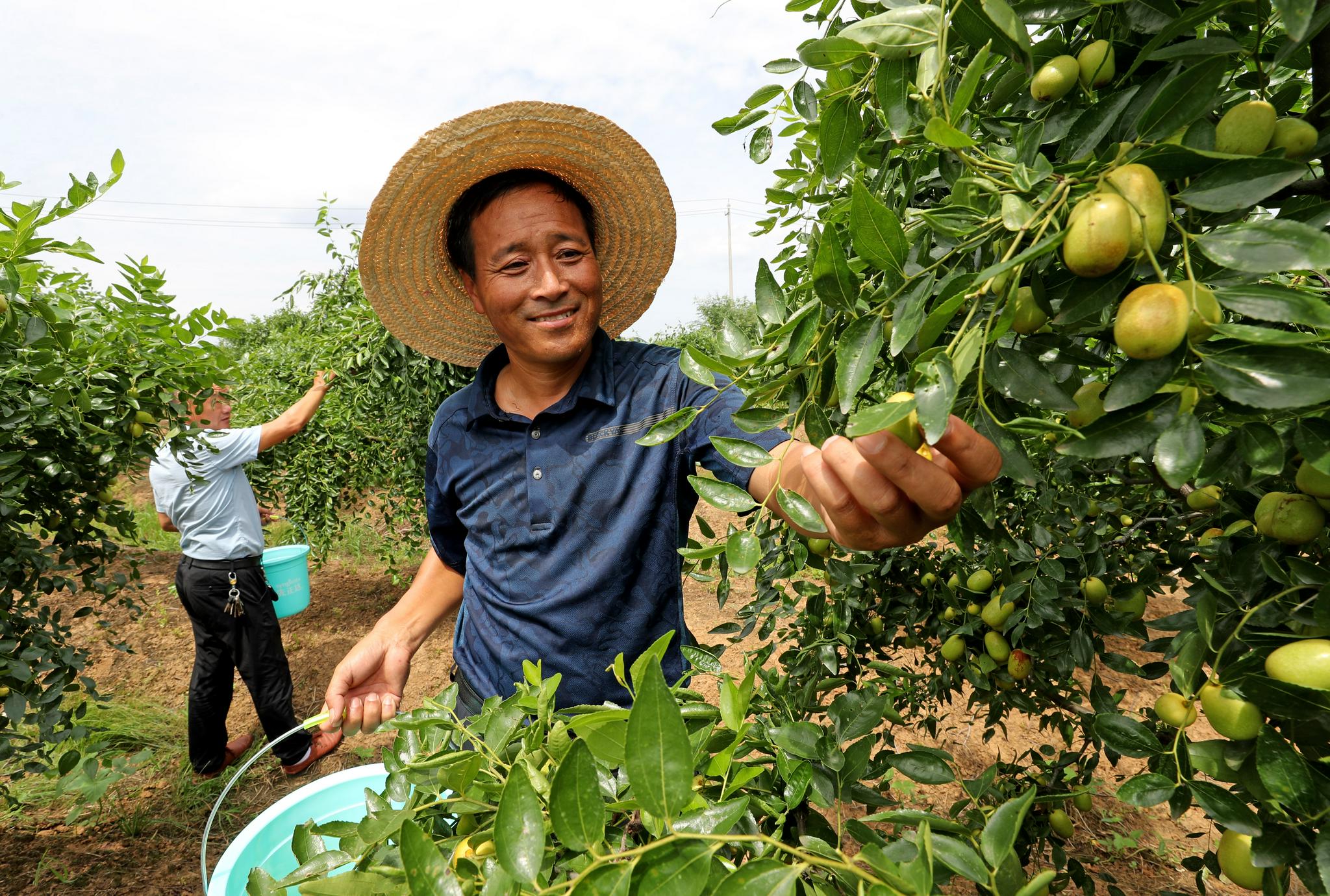 8月26日,全椒县六镇镇牧龙山现代农业示范园农民在采摘葡萄.