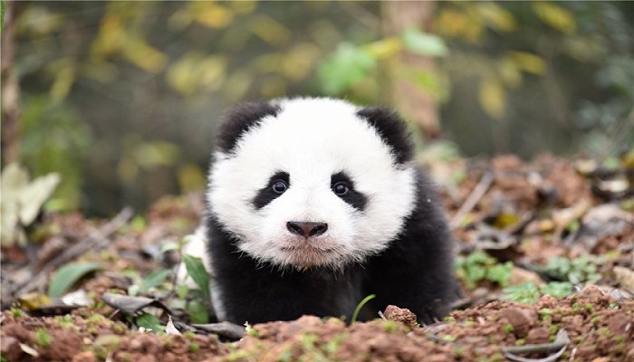 厚植绿色生态本底 雅安雨城区建设宜养宜游生态熊猫城