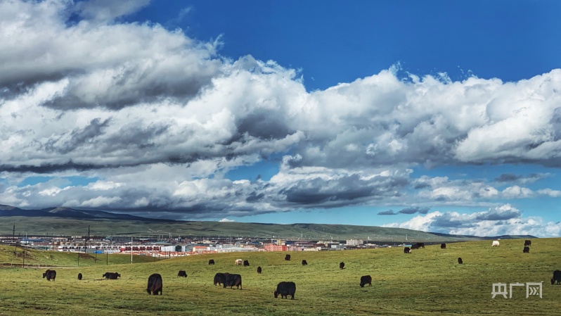 草原牧歌弯弯泽曲青海省泽库县生态畜牧业走向高质量发展