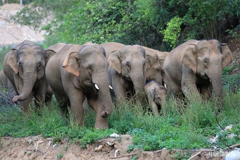 5月31日,玉溪市红塔区洛河乡洛河,对面有防洪大堤,想过河的象群在河边