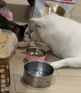 看到猫咪在吃罐头,柴柴自闭了:碗里的狗粮顿时不香了!