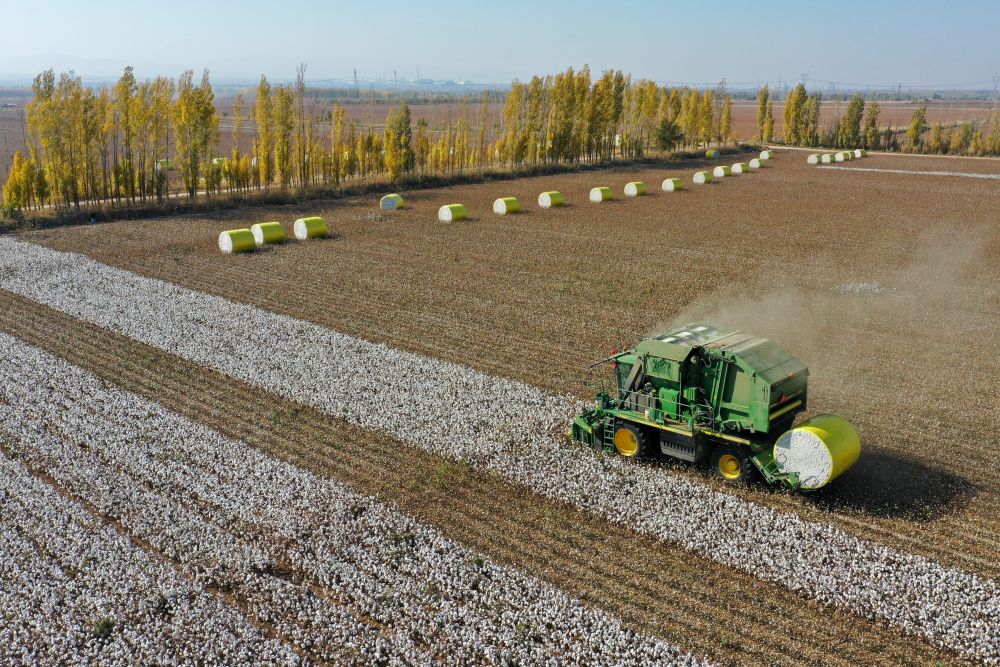 在新疆玛纳斯县乐土驿镇文家庄村,一台采棉机在棉田里采收棉花(2020