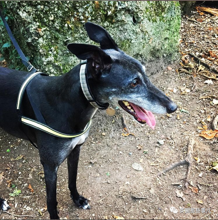 狗狗6年献血1万毫升 它救了80多只狗子 如今终于退休了 温迪 狗子 献血 新浪新闻