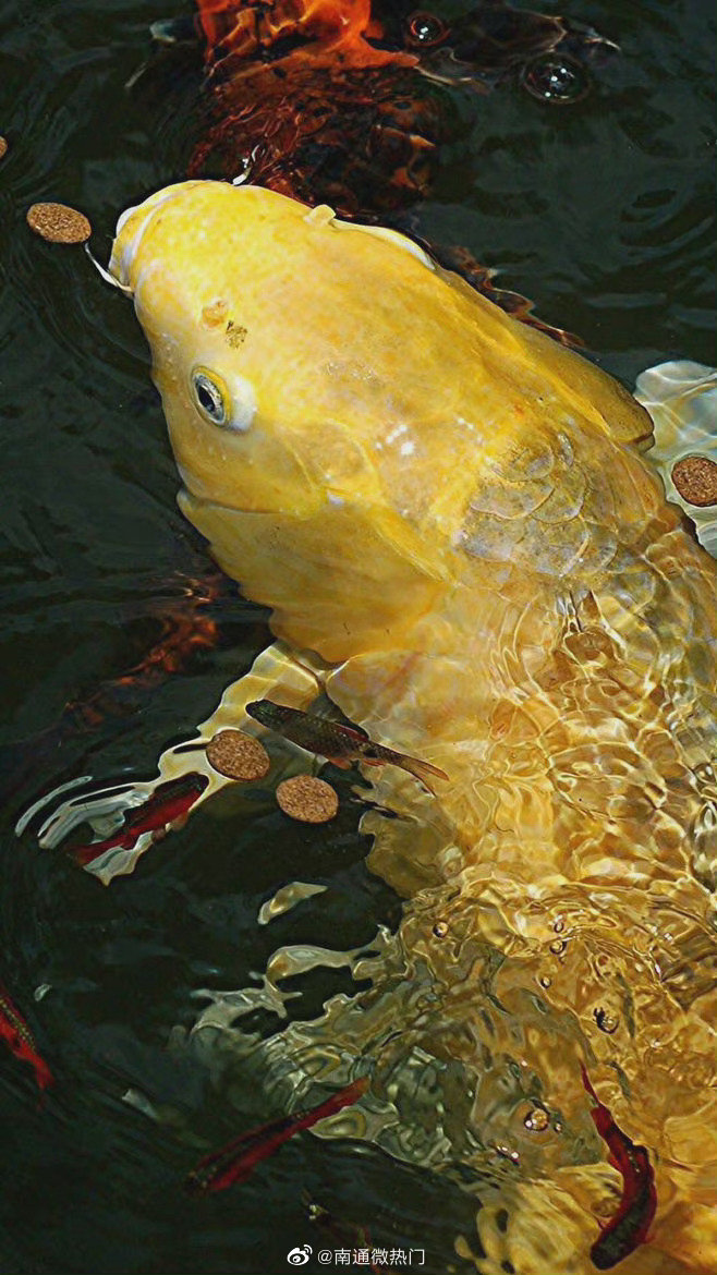 转发金龙锦鲤迎好运, 一切都会有好的转机!