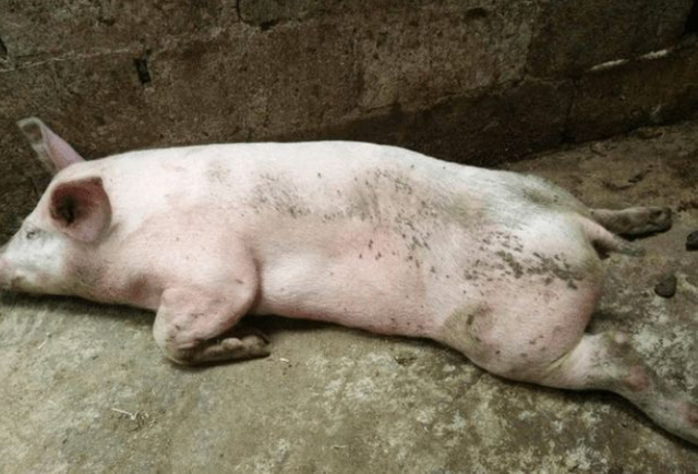 肥猪打喷嚏不吃食用什么药 肥猪打喷嚏不吃食用什么药好