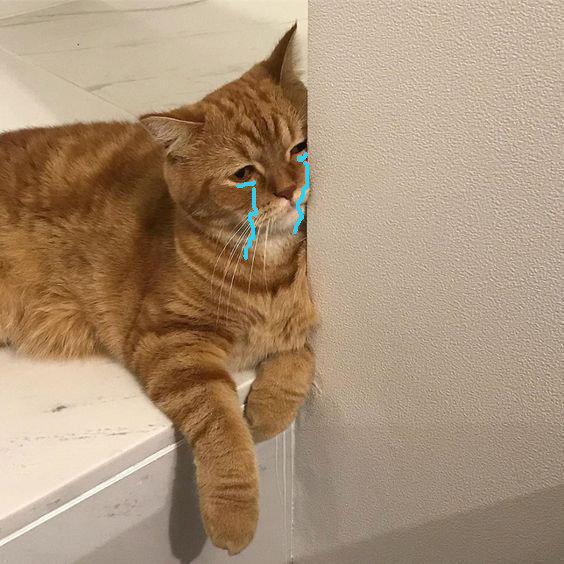小猫咪有什么烦恼呢见不得一些可可爱爱的猫猫委屈脸