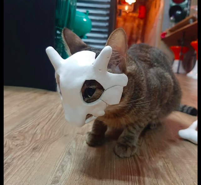 网友给猫咪制作了面具戴上之后像是数码宝贝进化的模样太像了