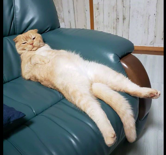 猫学主人躺在沙发上慵懒的姿势都快成精了尾巴是不是硌得慌
