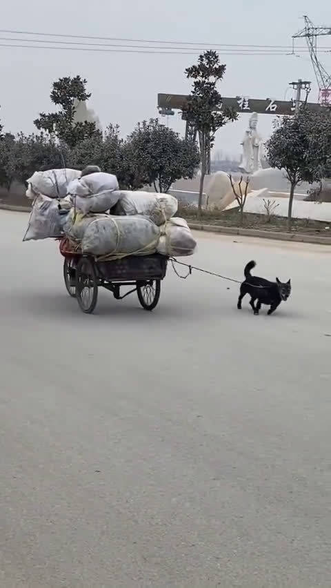 这么小一只狗却要帮主人拉那么大一辆车看着让人心疼