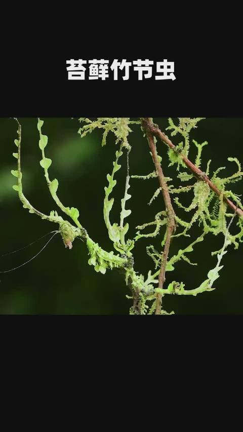 伪装能手-竹节虫.为什么会长成这个样子