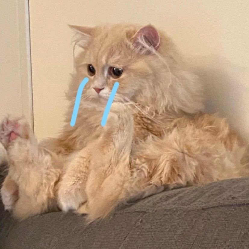 小猫咪有什么烦恼呢见不得一些可可爱爱的猫猫委屈脸