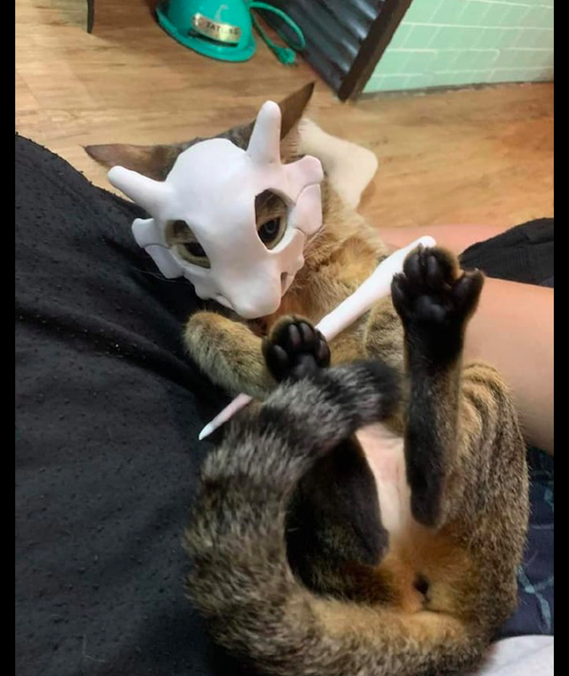 网友给猫咪制作了面具戴上之后像是数码宝贝进化的模样太像了