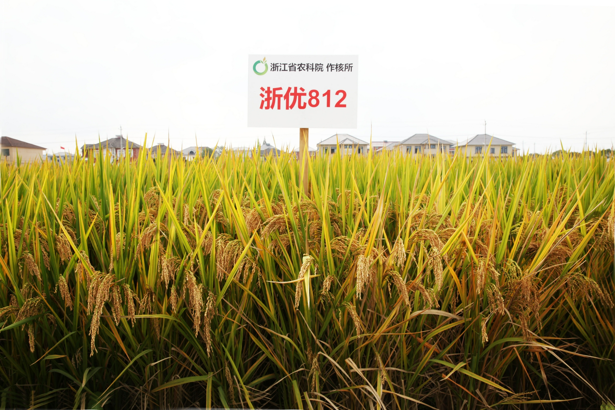 浙优812据悉,此次拍卖会项目涉及种质种源,生物应用,土壤修复等技术