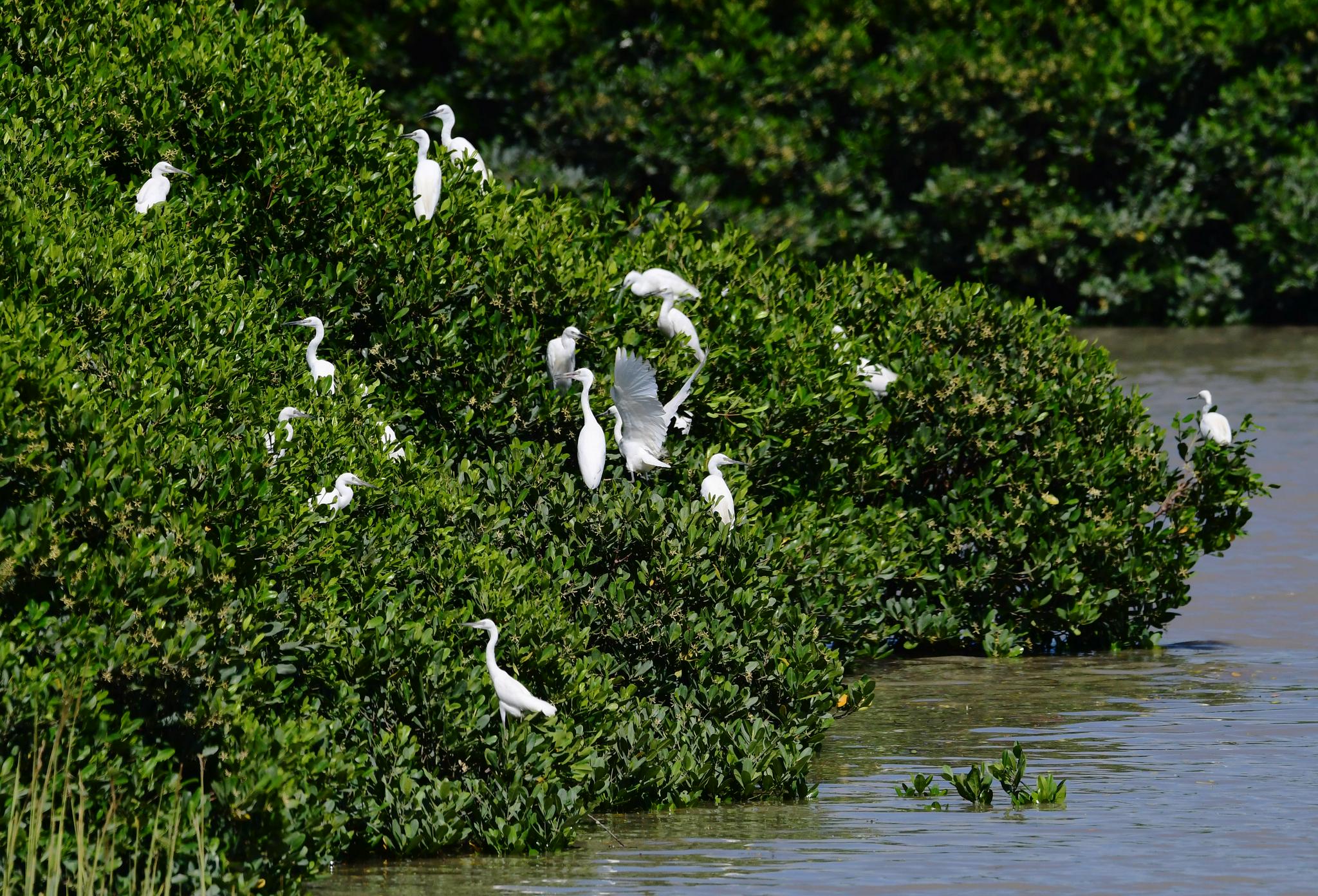 福建福清鹭鸟云集红树林