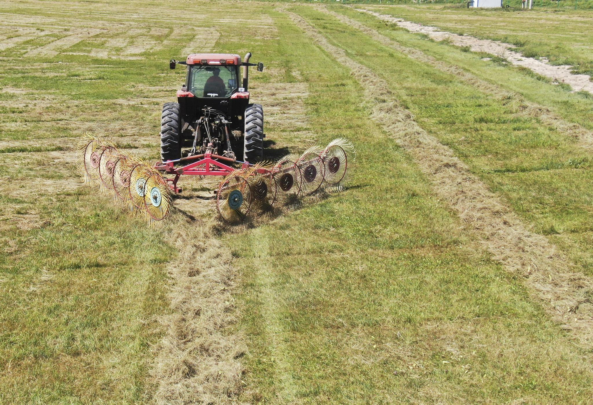 张家口塞北:初秋收草忙