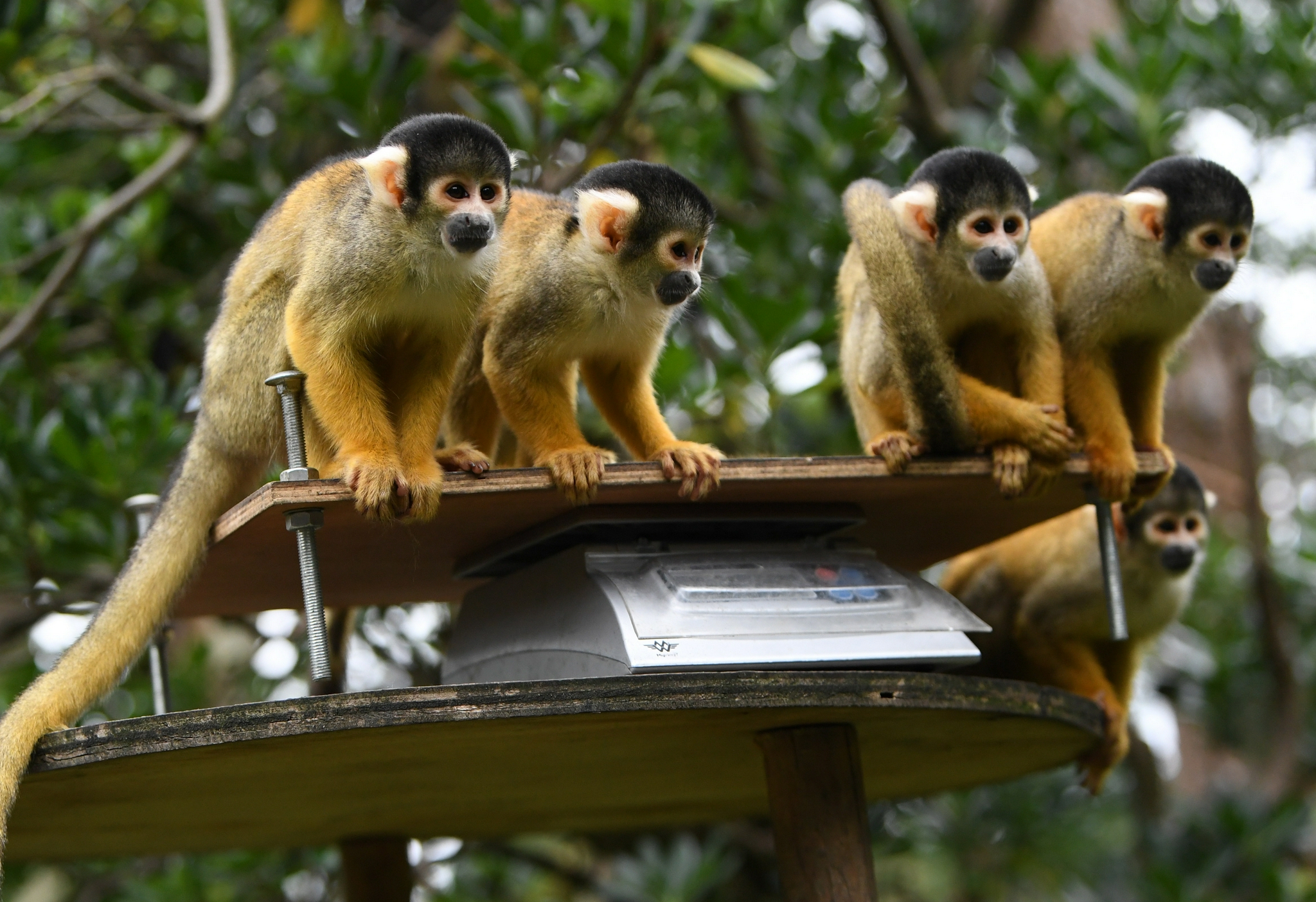 伦敦动物园迎来年度动物大体检|伦敦动物园|英国|松鼠猴_新浪新闻