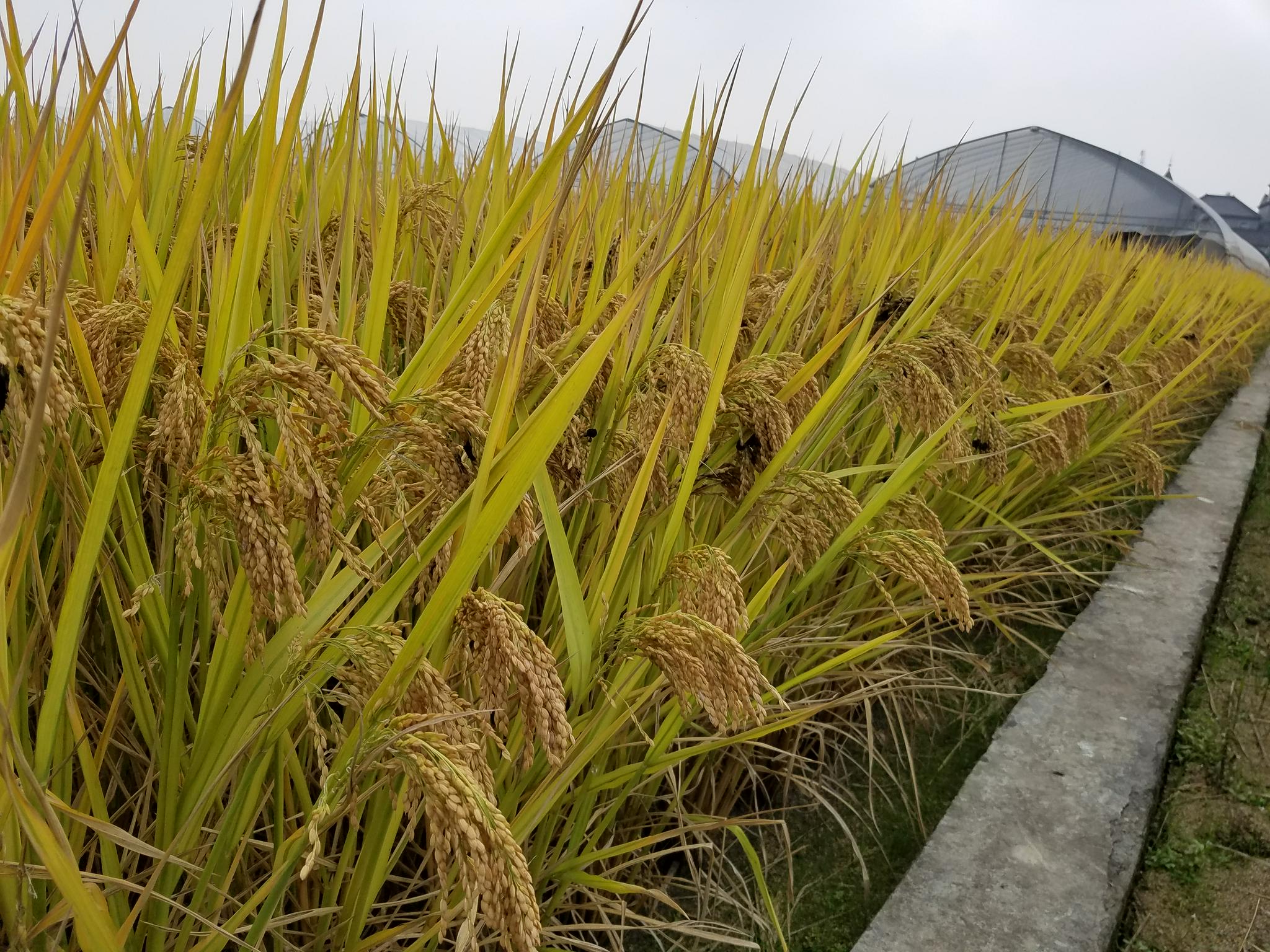 160万元这两粒水稻种子为什么拍出高价