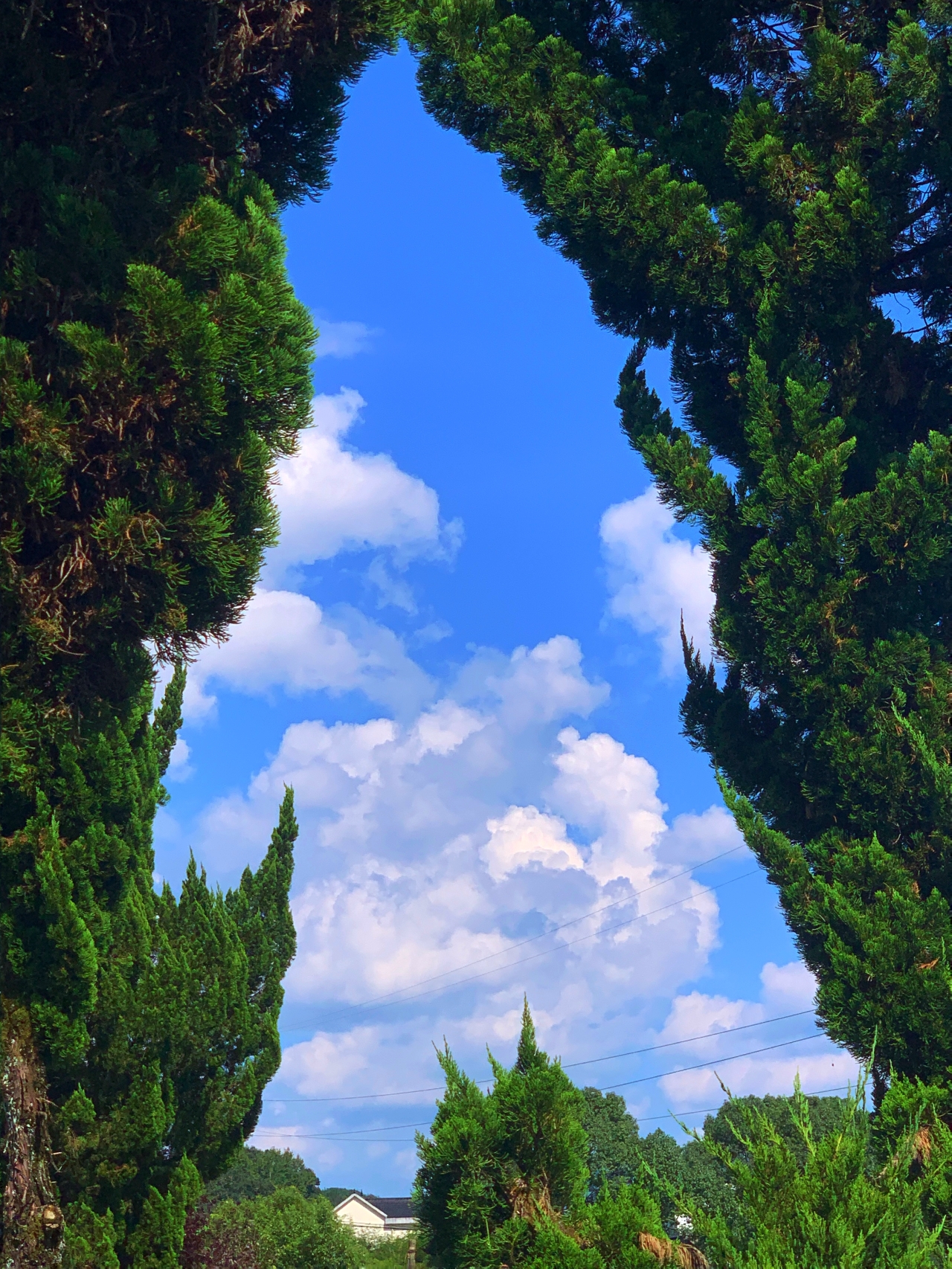 摄影师驾到丨秋天的棉花云