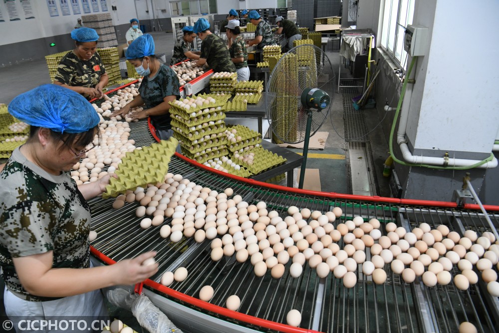 河北广平:小鸡蛋撑起致富大产业