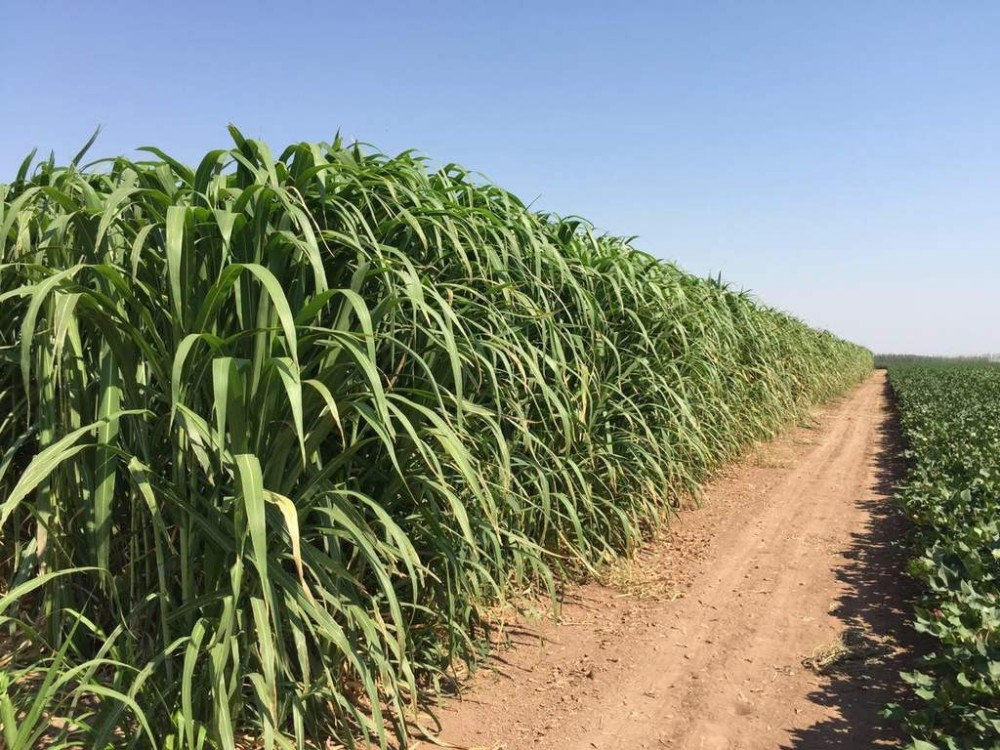 巨菌草超高的植株