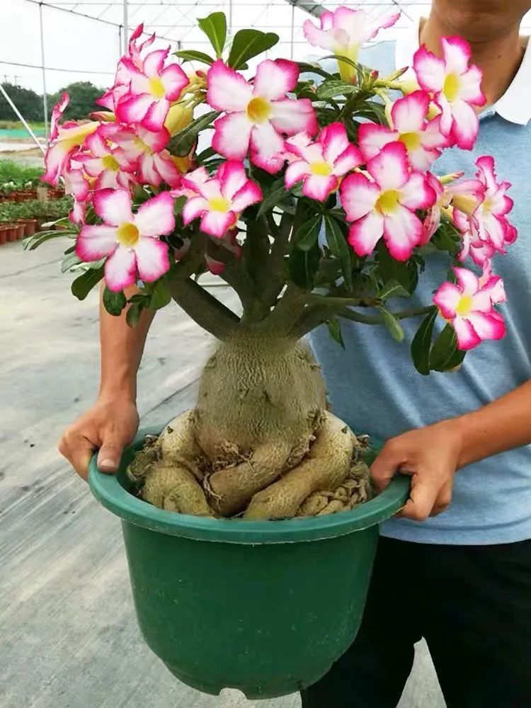 想让沙漠玫瑰多开花春天记住4个狠花繁色艳轻松美爆盆