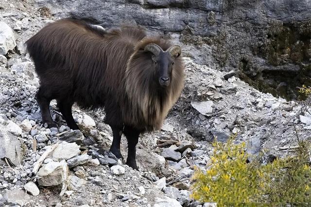 喜马拉雅山的塔尔羊身披狮子鬃毛长一双横瞳立在峭壁上降膘