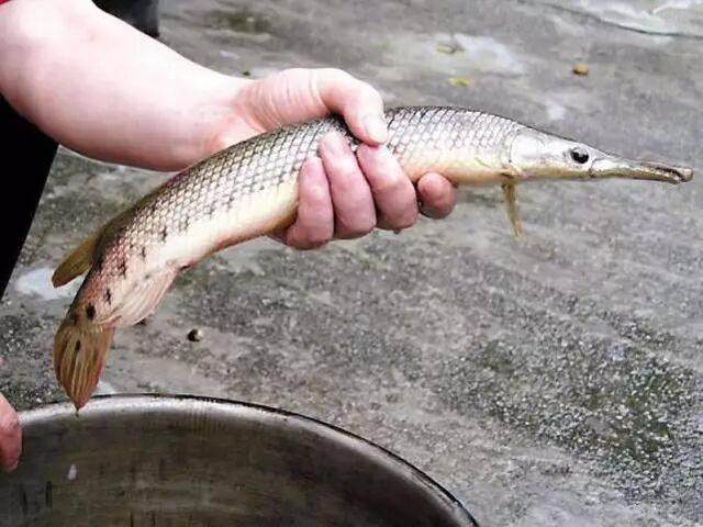 男子河中抓到一条长嘴鱼上网一查后直接把它丢了