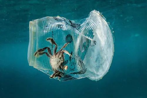 巨型海龜吞食6斤海洋垃圾死亡海洋垃圾對動物的影響有多惡劣