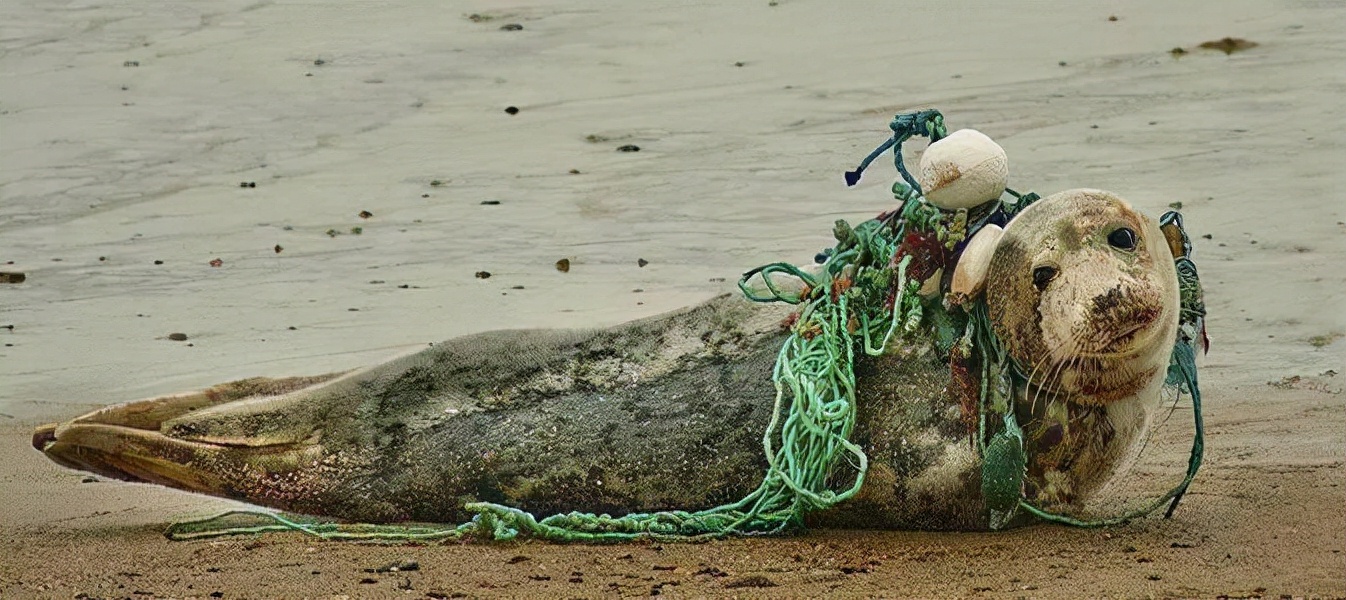 巨型海龟吞食6斤海洋垃圾死亡海洋垃圾对动物的影响有多恶劣