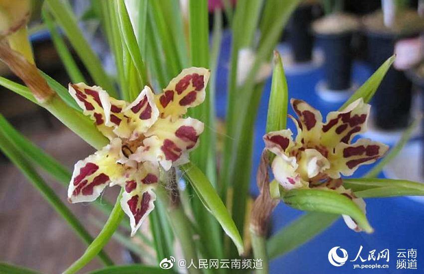 云南最贵的兰花图片图片