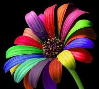 心理测试你喜欢哪一款七色花测一下你的运气怎么样