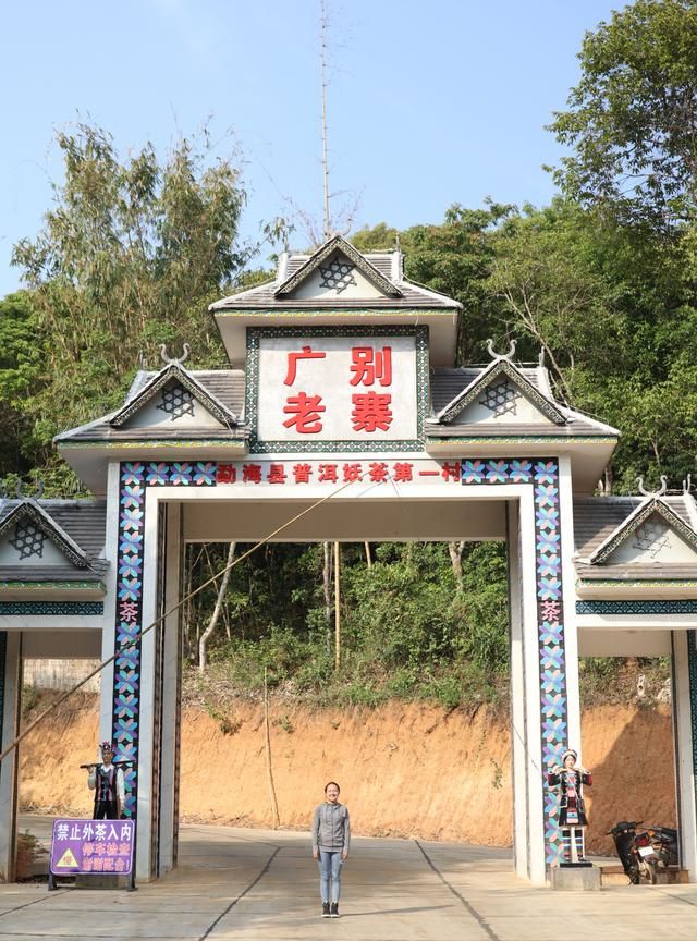 听说这茶有点"狂" 细柔似易武 霸气如班章