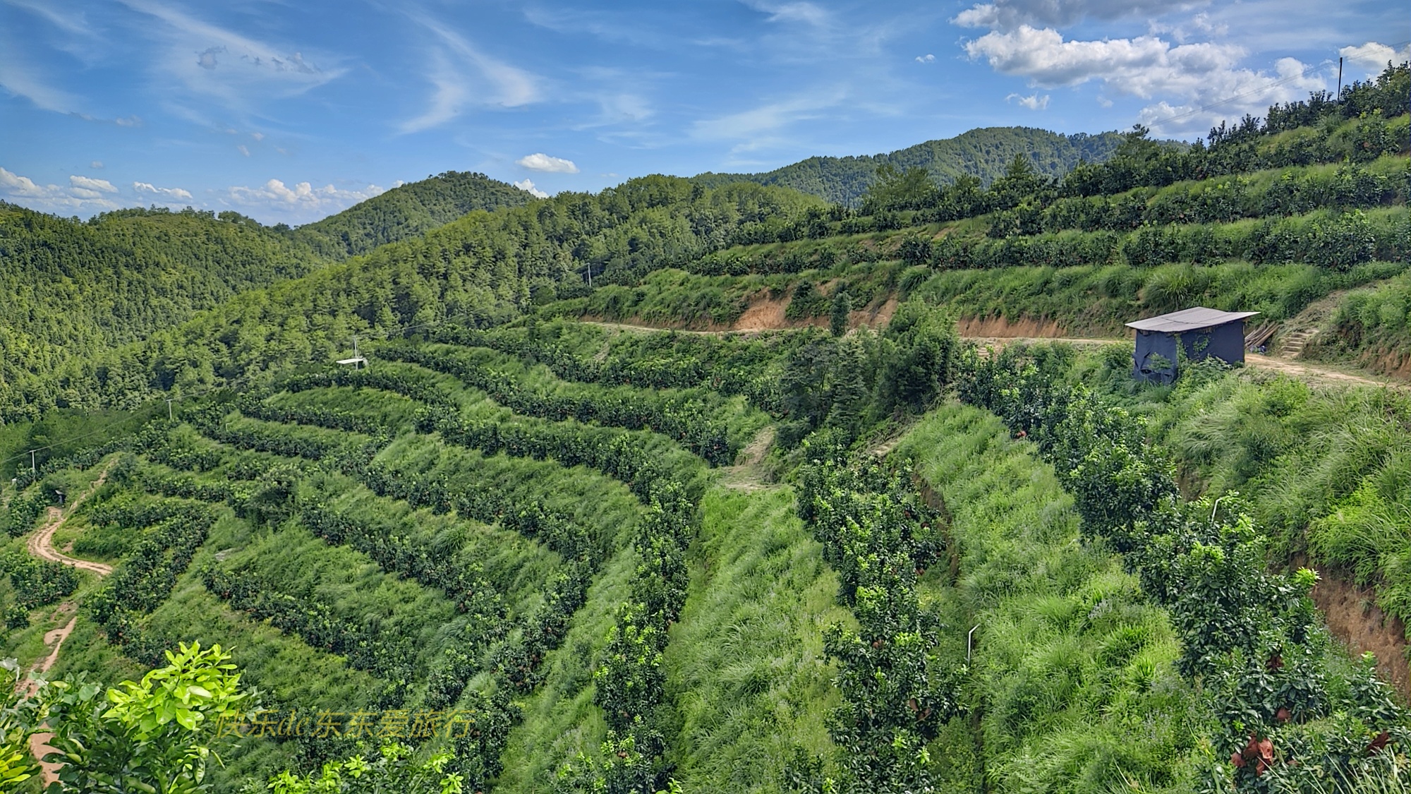 酒香不怕巷子深,柚甜却怕果园偏,梅县松源油草塘柚子虽好却愁卖