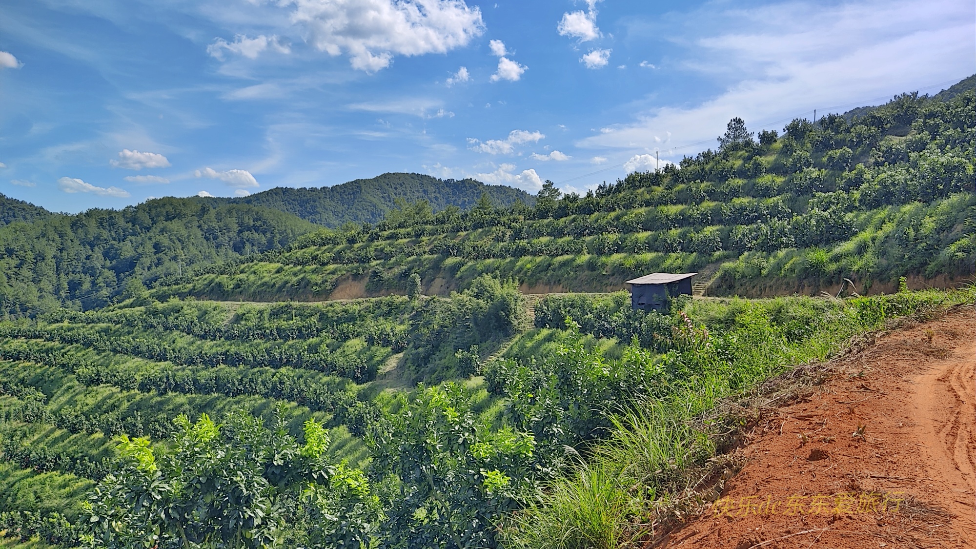 酒香不怕巷子深,柚甜却怕果园偏,梅县松源油草塘柚子虽好却愁卖